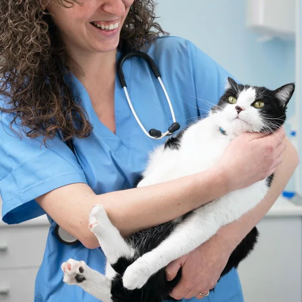 Veterinarian holding white cat inside of a veterinary clinic. Links to gallery page.