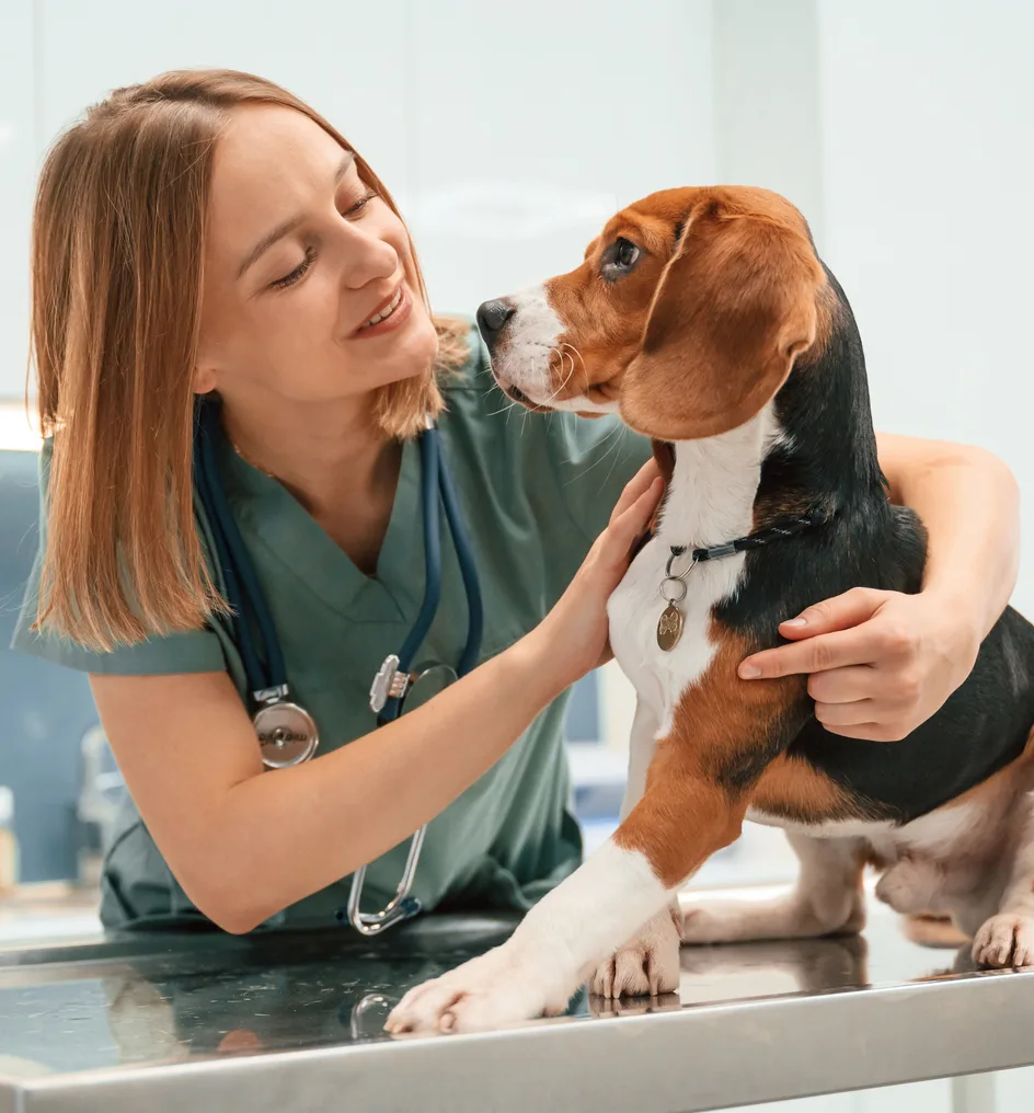 Veterinarian treating puppy in an animal hospital