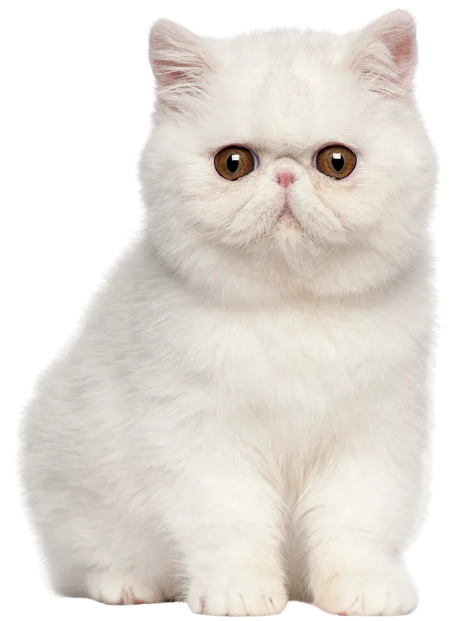 Exotic shorthair kitten with large brown eyes