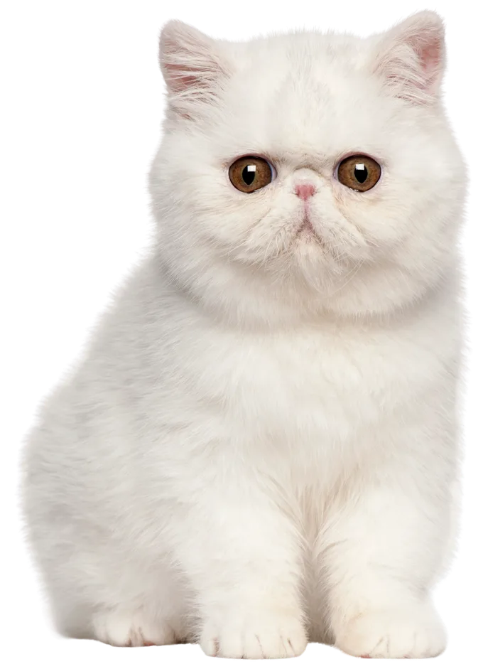 Exotic shorthair kitten with large brown eyes