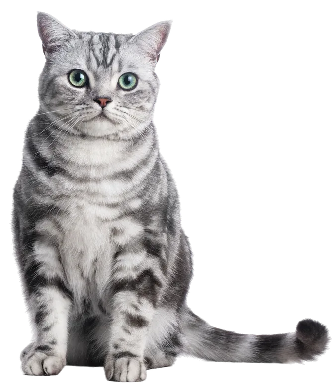 Silver cat sitting upright