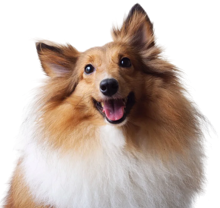 Happy Shetland Sheepdog with fluffy brown and white coat
