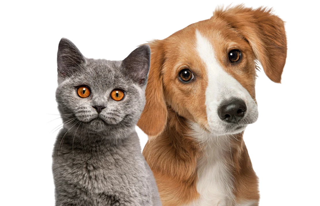 Cat and dog together