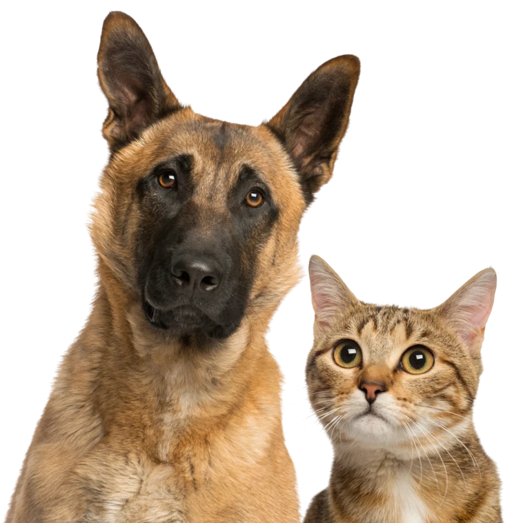 Dog and cat together