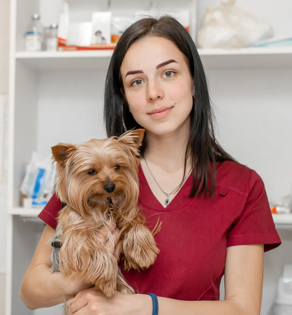 Veterinarian holding yorkshire terrier puppy and smiling