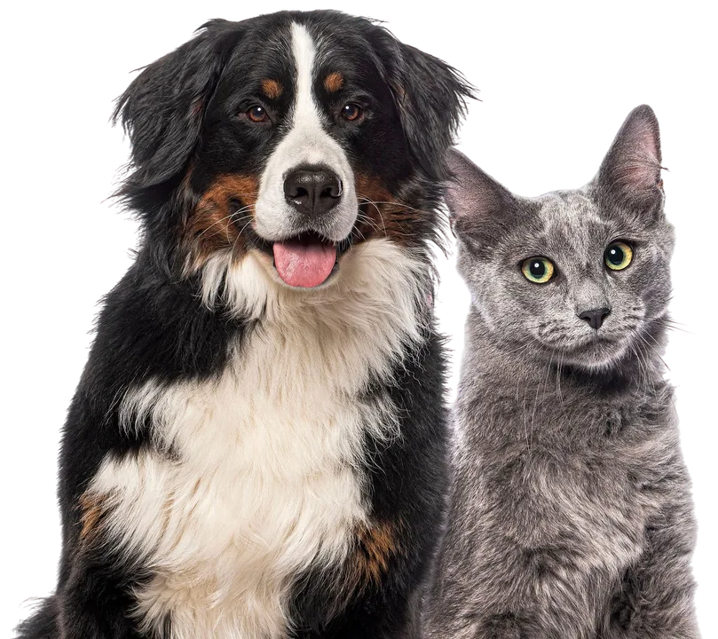 Dog and cat together