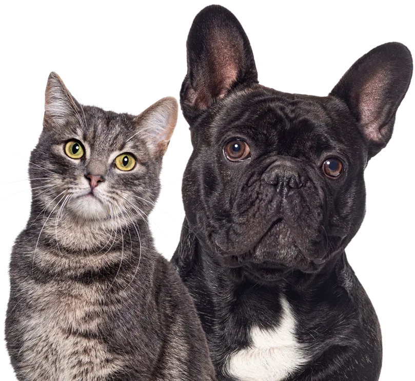 French bulldog and tabby cat looking straight
